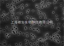 Millipore黑色聚碳酸酯滤膜GTBP04700